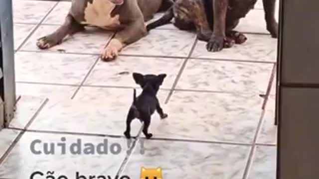 Baby dog vs American dog