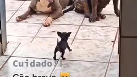 Baby dog vs American dog