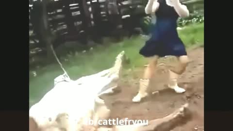 Cow kik