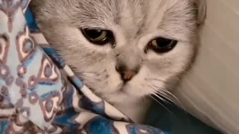 Ooh very sad 😥 cat cried #cats #funny #crying