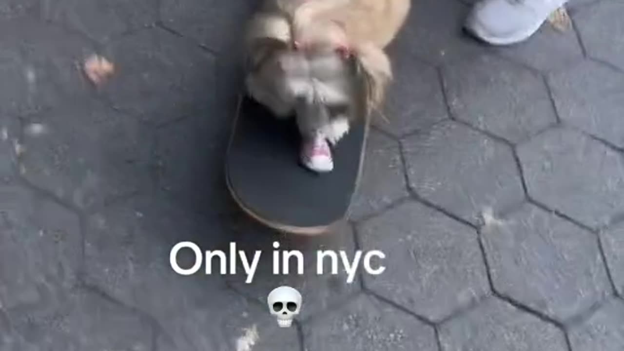 AW OMG Cute Animals 🤣🤣Only in New York City 🤣