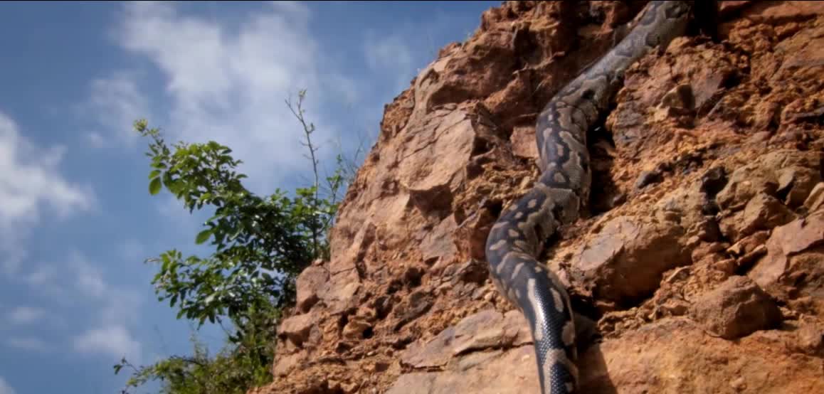 python