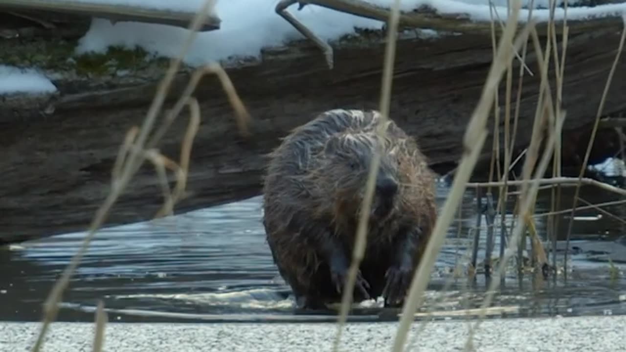 50 pound beaver vs. ice #shorts