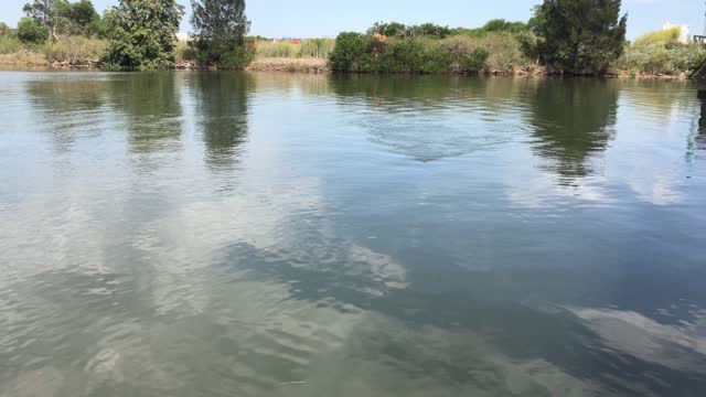 Baby Great White Shark Swims in Canal