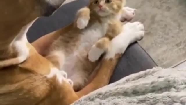 Funny Dog And Cat Video 🐶 Cute