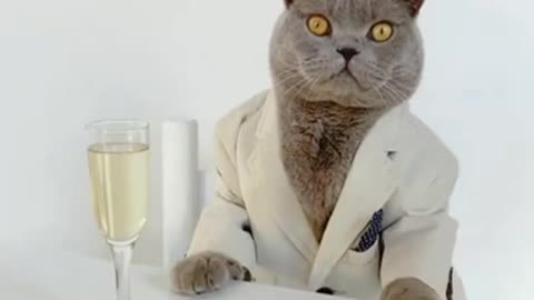 Richest cat of world lifestyle