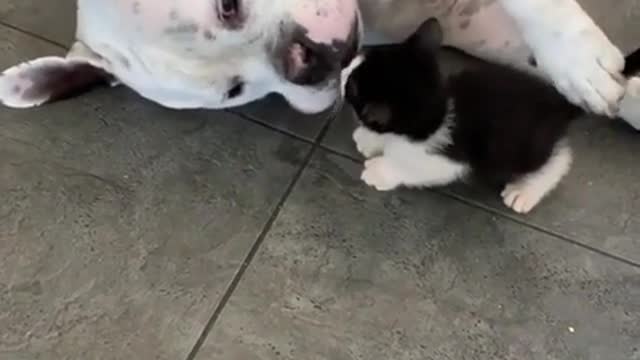 Melting images of dogs stroking a kitten's head.