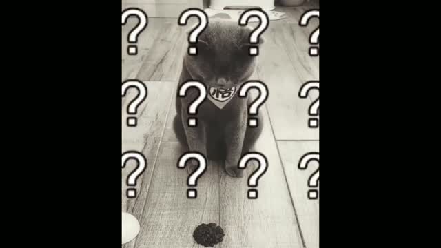 Funniest Cat Best Of The 2022 Funny Cat video