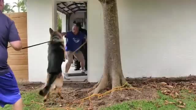 Best Tips of How To Make Dog Become Fully Aggressive.