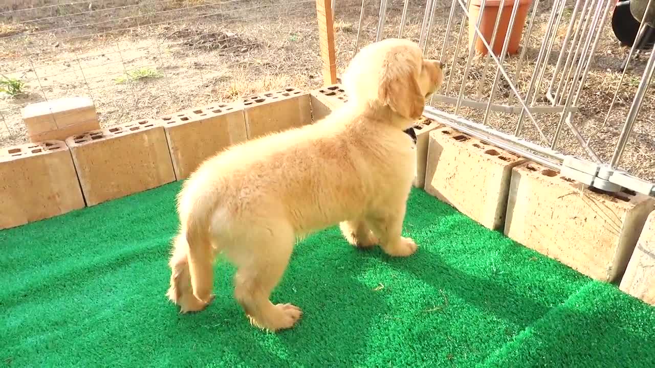 Meet Kobe, the 8 week old Golden Retriever Puppy!