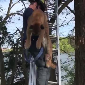 Cougar gets saved from a tree in British Columbia