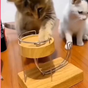 Fanny cat videos | kitty cat video | Cute cat videos | Pet Animal video | Kittycat |