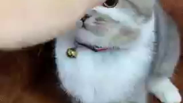 Funny cat