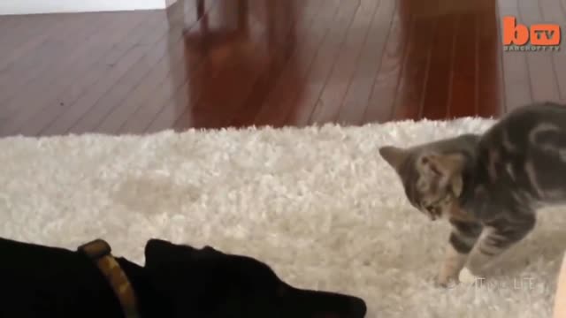 Funny cat try to fight a dog😂