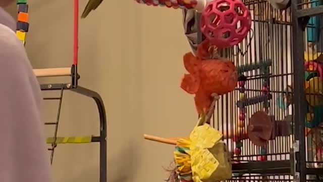 Sassy Parrot Mimics Pet Parent