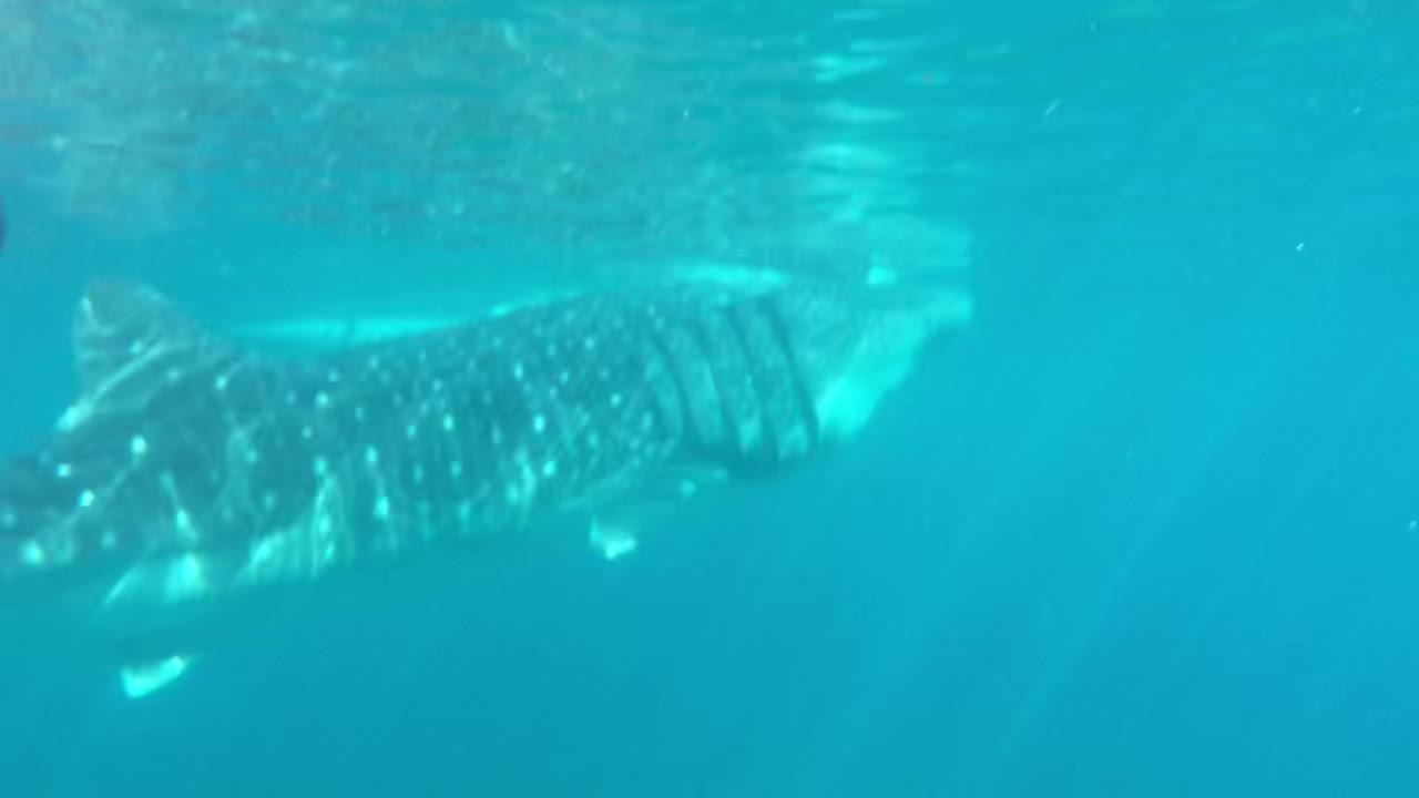 Swimming with a whale shark.