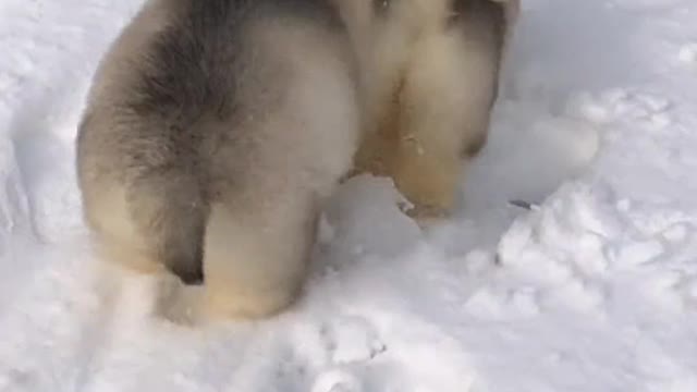 Puppies have feelings for all the good things in the world