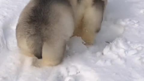 Puppies have feelings for all the good things in the world