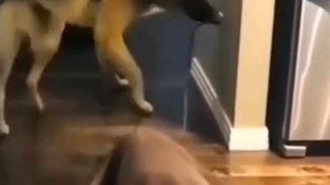 Funny videos for dog and cat #funny#