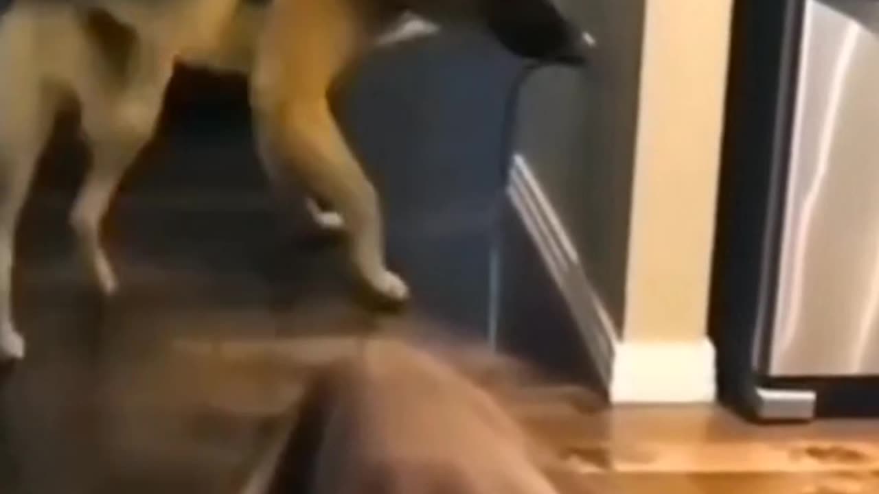 Funny videos for dog and cat #funny#