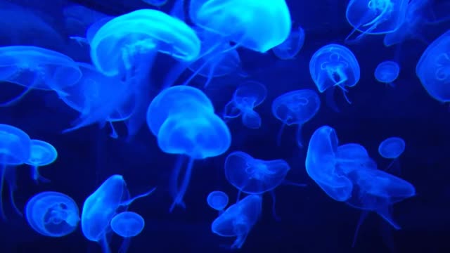 Jellyfish in 4k ultra HD (Blueray) jelly fish  in blue light 
