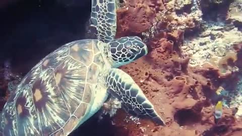 Animal Documentary 2021 Wild Animals 2021 4K HD Video - Amazing Wild Animals