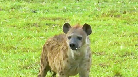 Hyena