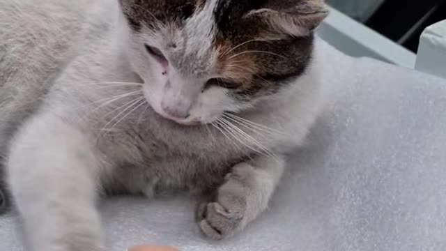 cat touching cuteness love prey tongue lick