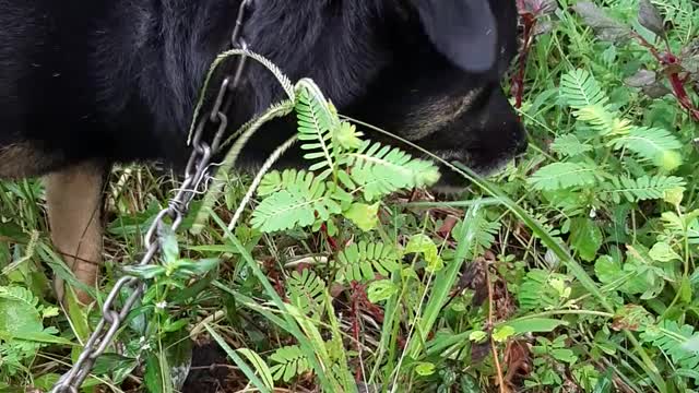 Dogs eat grass