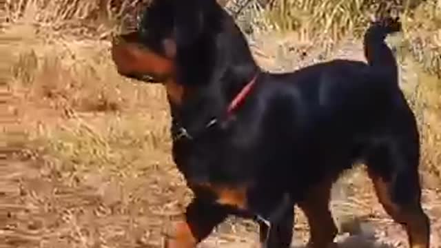 I Love Pets - Funny Pets Video Clips #Funny Pets