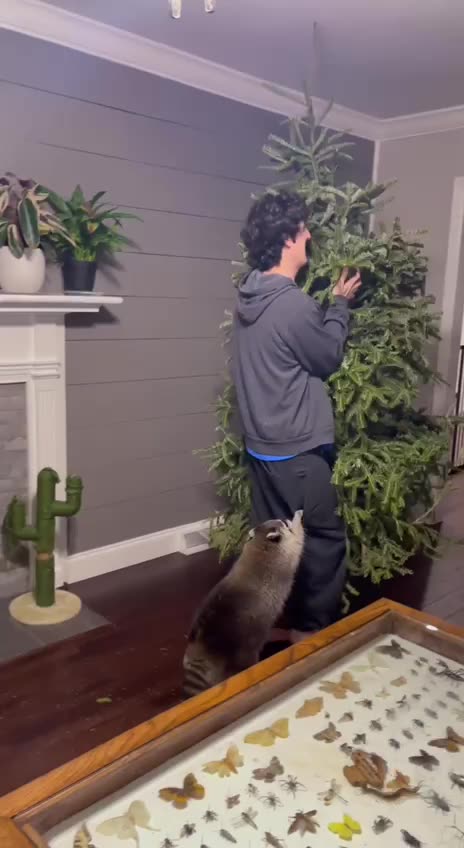 Raccoons can’t let go of the Christmas tree 😂