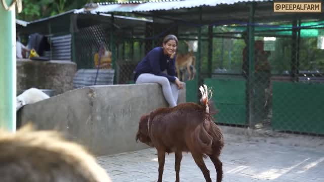 Why does a goat want to be a dog?