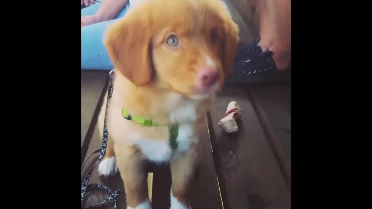 Adorable Duck Tolling Retriever Puppy