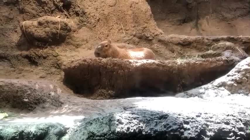 symbiotic life of fish and beaver