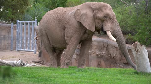 Elephant Eats Grass Silently