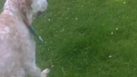 dog trainer//dog funny video