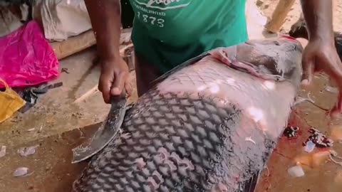 Big fish cutting....