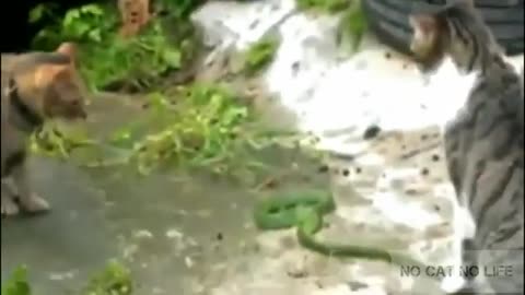 cat fight with snake