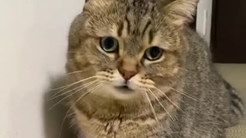 Funny cat videos