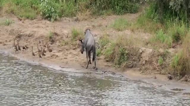 >>>Amazing hero Hippo saves wildebeest from crocodile 😱