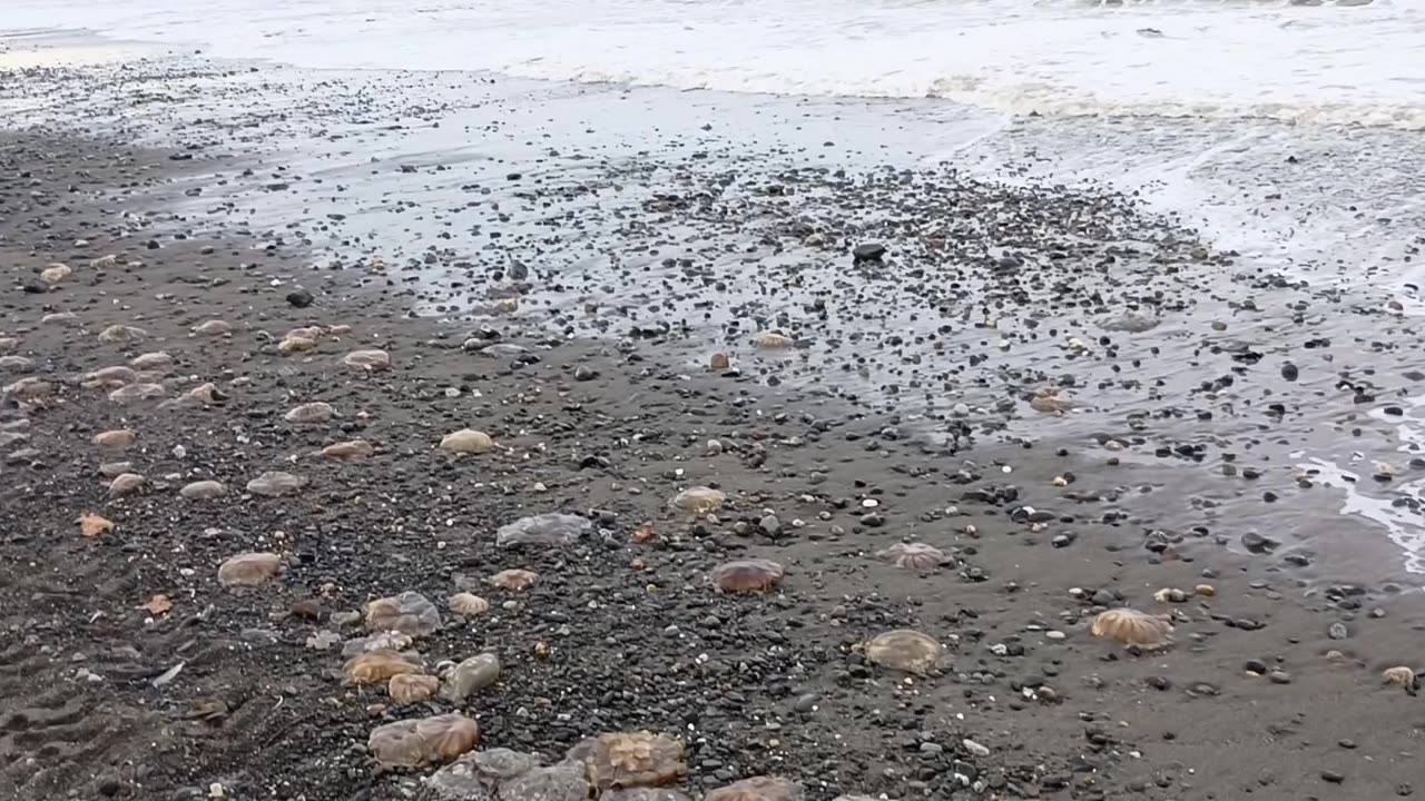 Jellyfish Graveyard