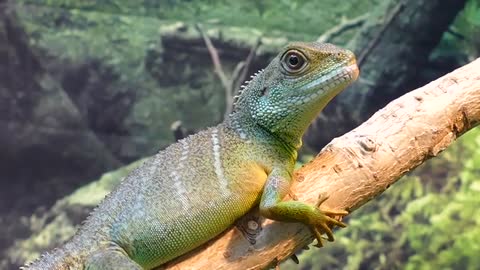 The beauty of a lizard on a tree branch