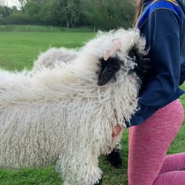 Daisy having a little Sunday nap on her new born baby boy