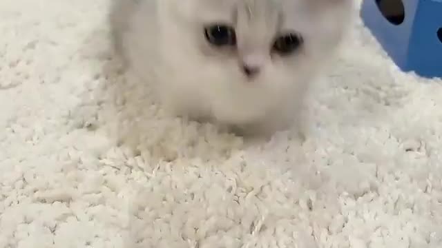 Cute kitten started jumping