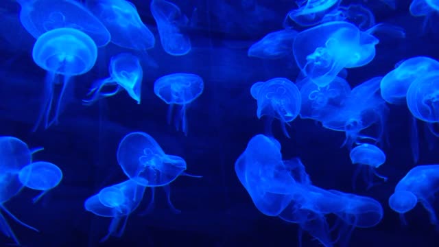 The jellyfish illuminates the water.