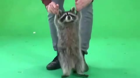 Small raccoon