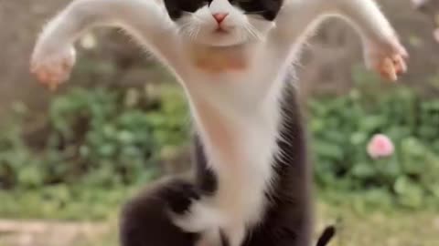 dancing cat.mp4