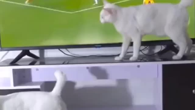 Funny Cat with TV