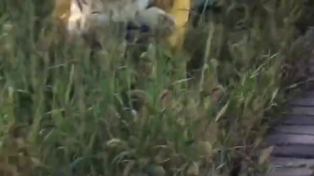 Funniest and Cutest Puppies