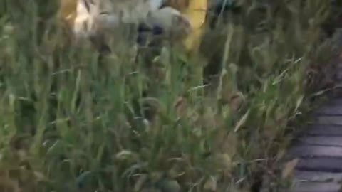 Funniest and Cutest Puppies